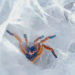 /img/19494-orange-baboon-tarantula-handling.webp