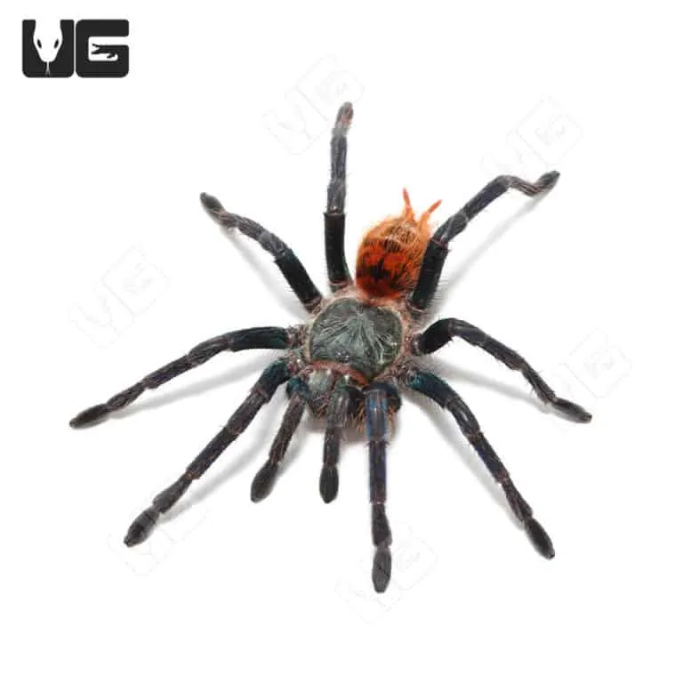 /img/19495-blue-tarantula-tee-gaming.webp