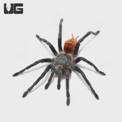 /img/19495-blue-tarantula-tee-gaming.webp