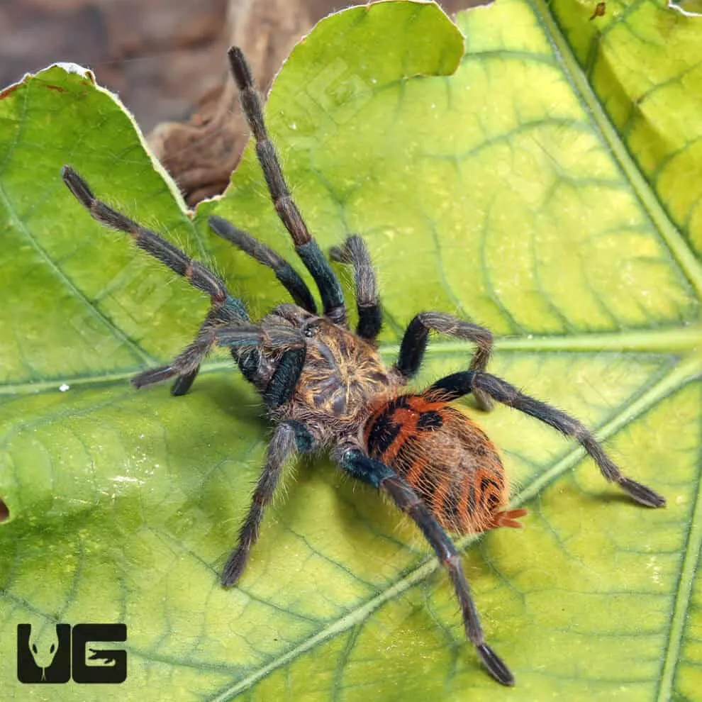 19495 blue tarantula tee material