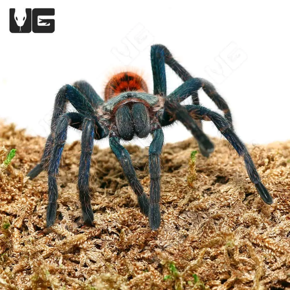19495 blue tarantula tee popular culture