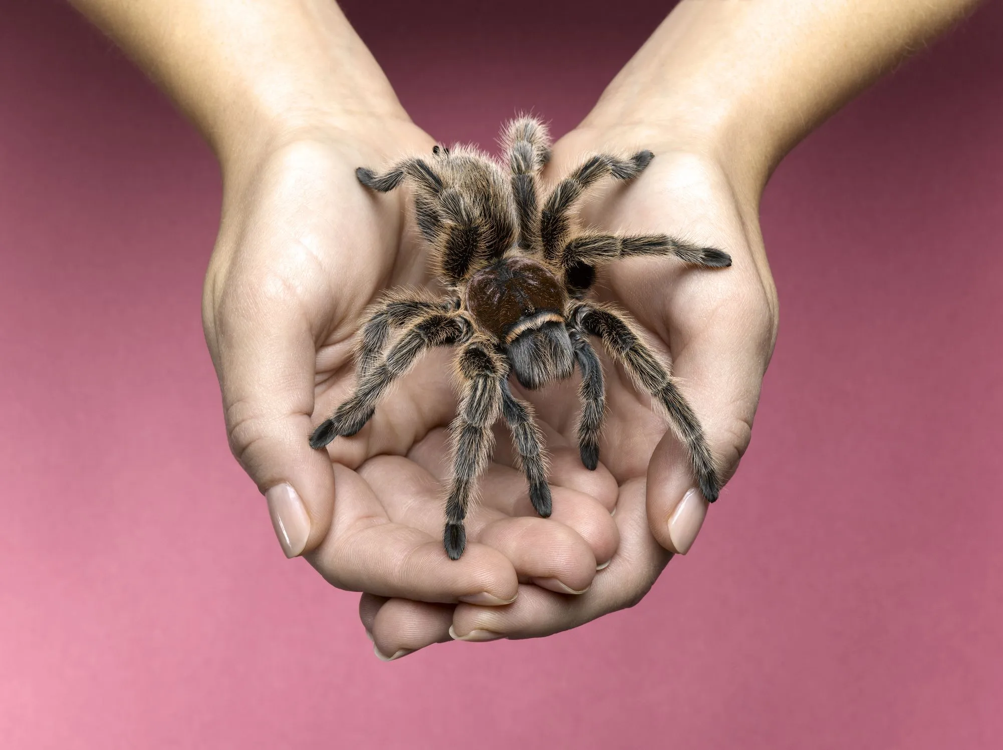 19496 tarantula enclosure