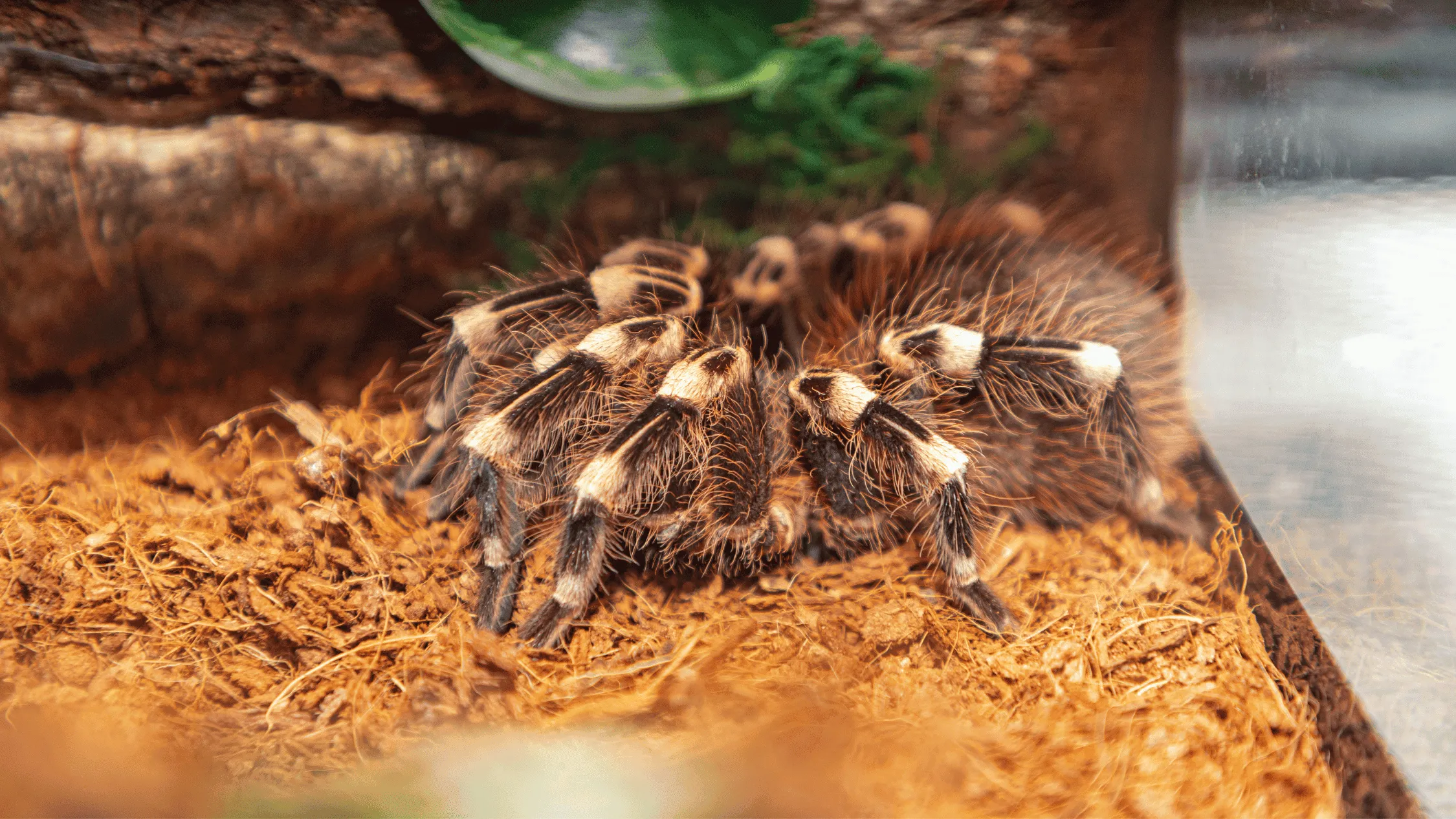 19496 tarantula feeding