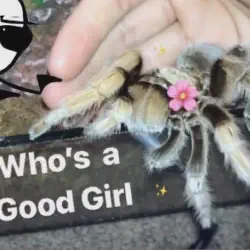 /img/19496-tarantula-health.webp