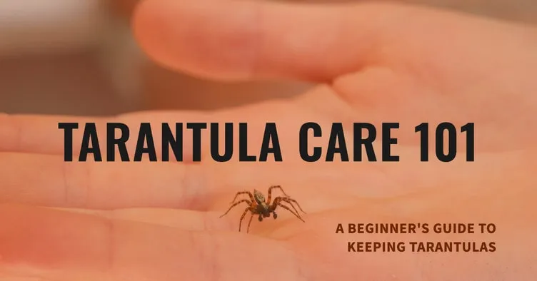19496 tarantula species
