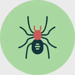 /img/19497-baby-tarantula-vector-export.webp