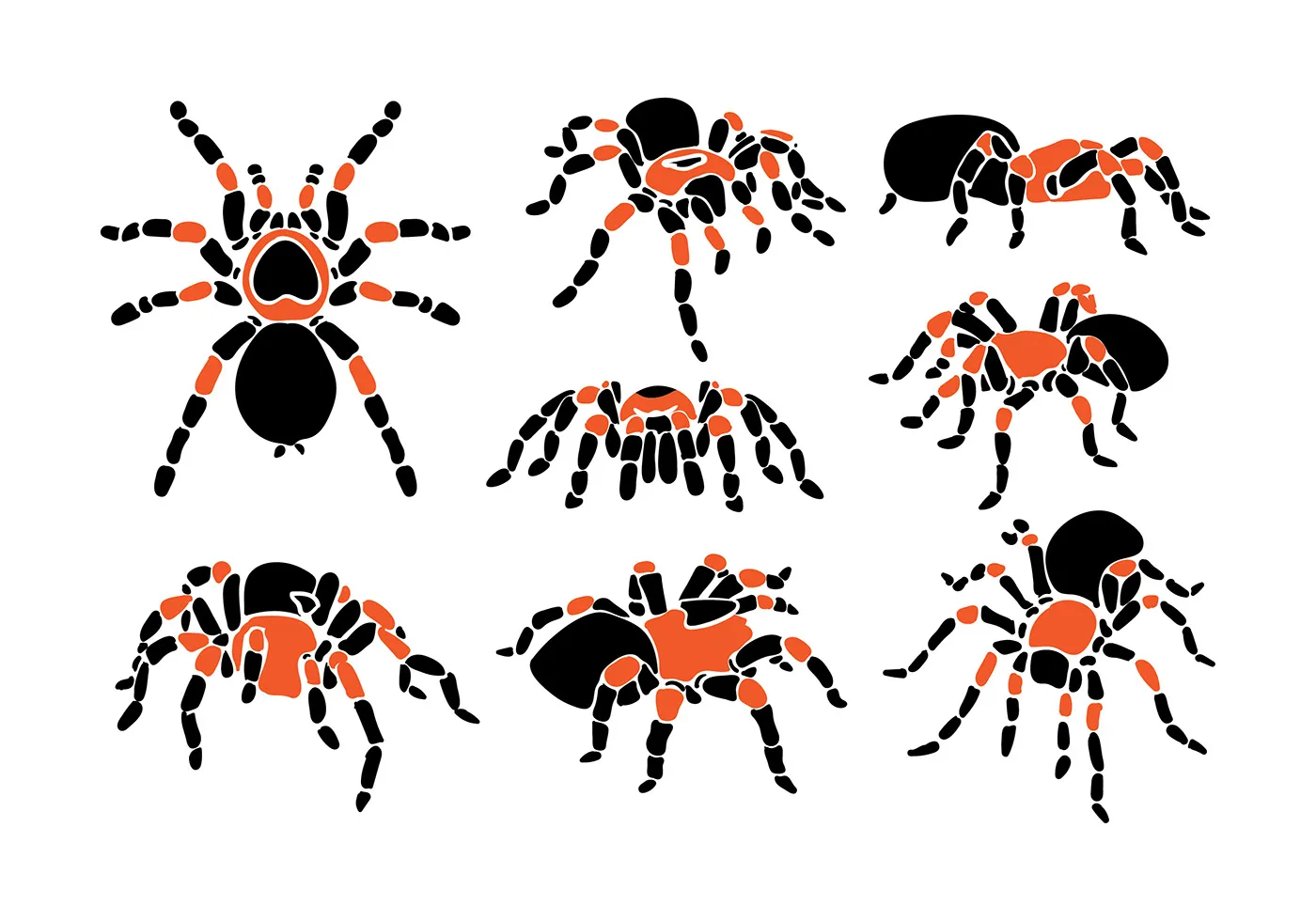 19497 baby tarantula vector sketching