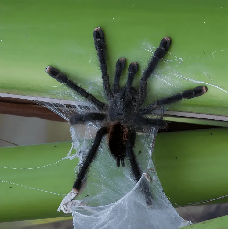 /img/19498-pink-toe-tarantula-safe-environment.webp