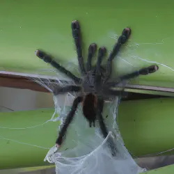 /img/19498-pink-toe-tarantula-safe-environment.webp
