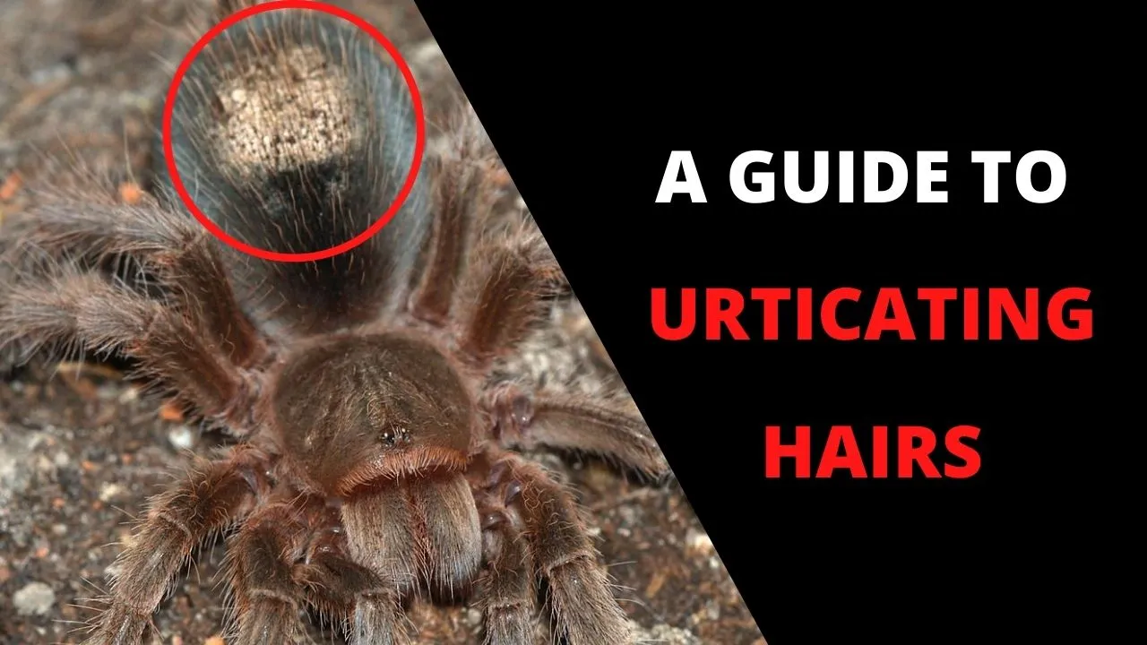 19499 rose hair tarantula enclosure