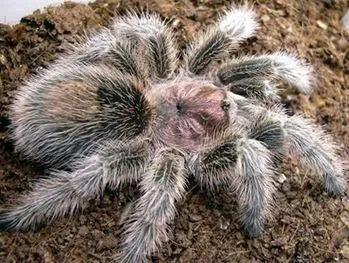 /img/19499-rose-hair-tarantula-feeding.webp