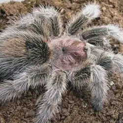 /img/19499-rose-hair-tarantula-feeding.webp