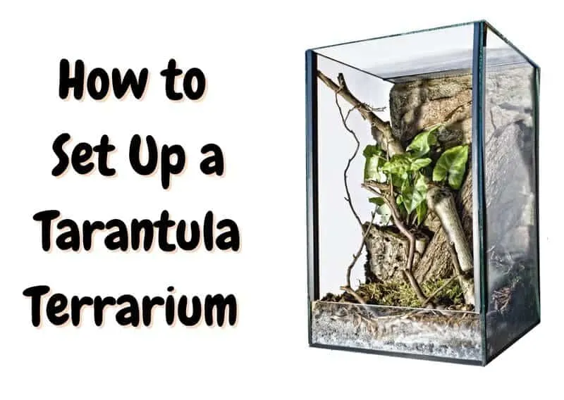 /img/19500-tarantula-cleaning.webp