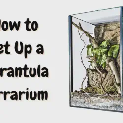 /img/19500-tarantula-cleaning.webp