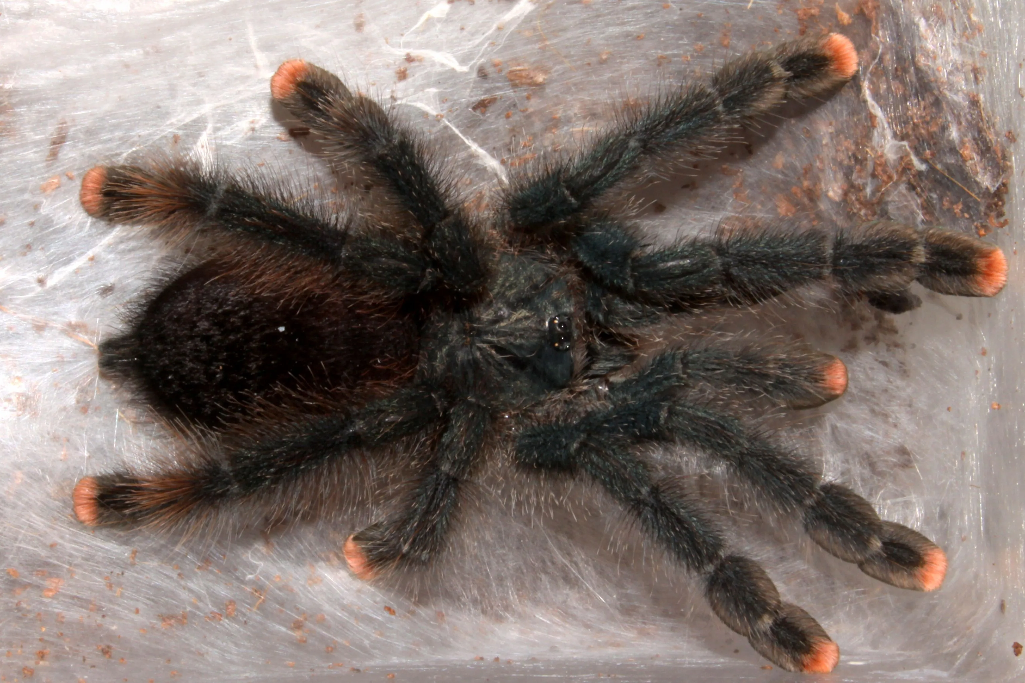 19502 australian tarantula in habitat