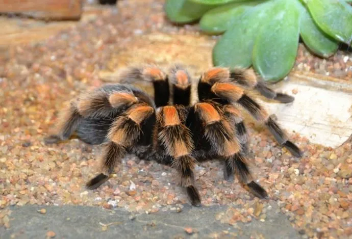 /img/19502-australian-tarantula-water.webp
