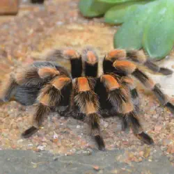 /img/19502-australian-tarantula-water.webp