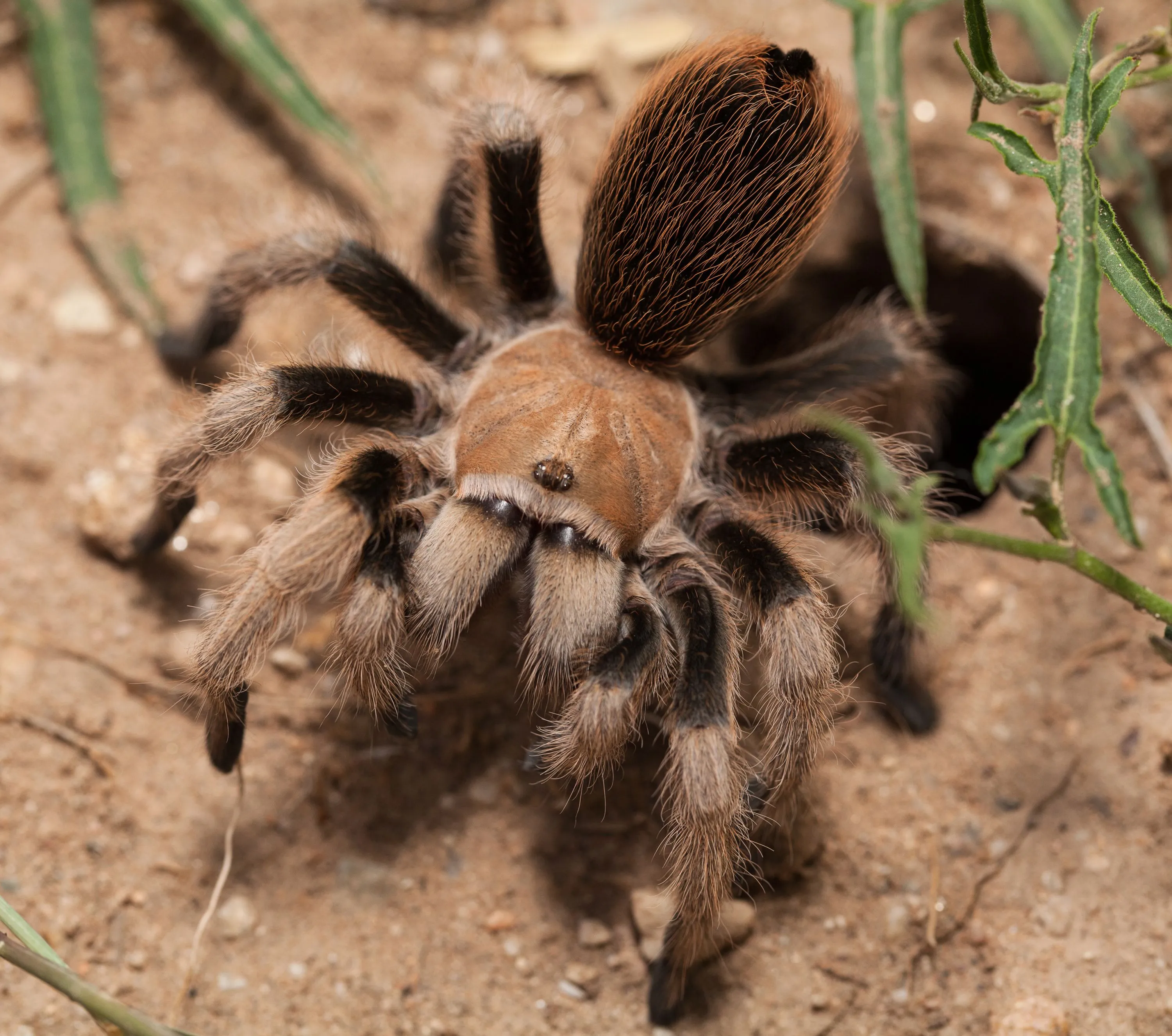 19502 tarantula enclosure setup