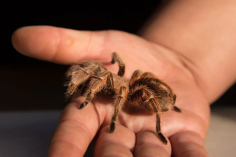 19502 tarantula feeding