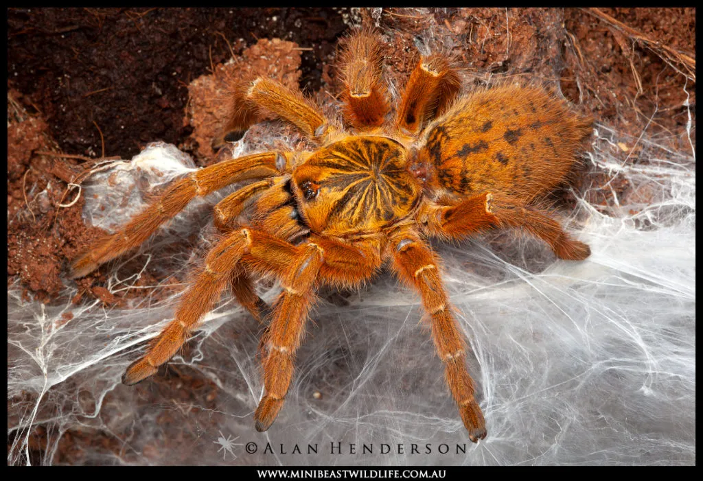 19502 tarantula health check