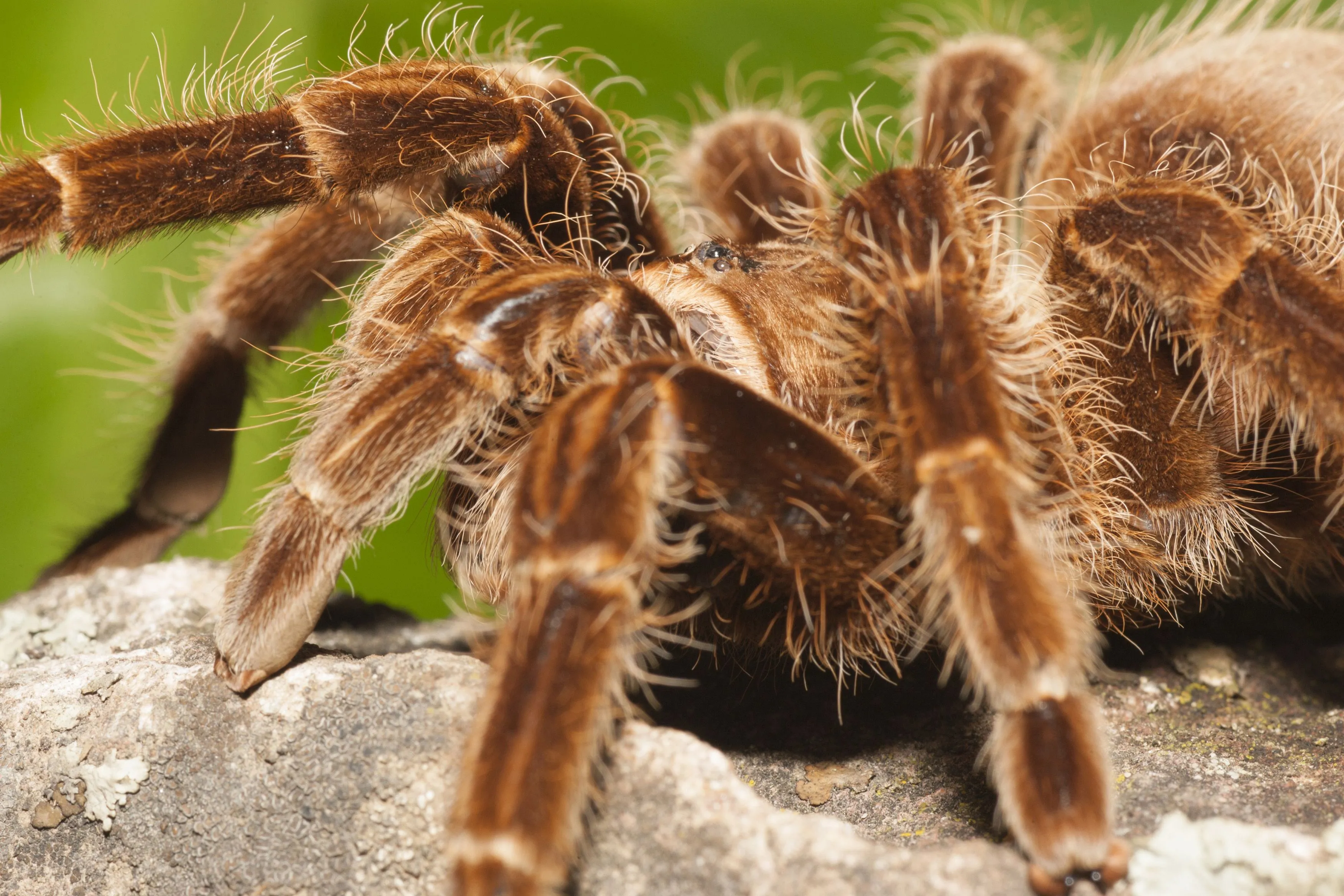 19502 types of australian tarantulas