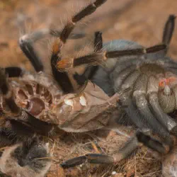 /img/19503-tarantula-age-molting.webp