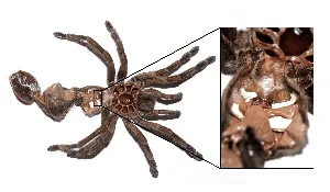 19503 tarantula feeding after molting
