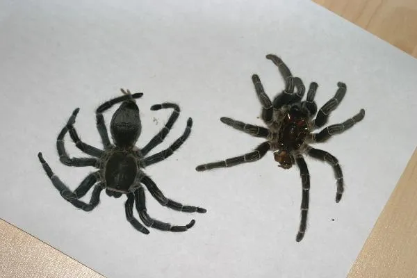 19503 tarantula molting humidity
