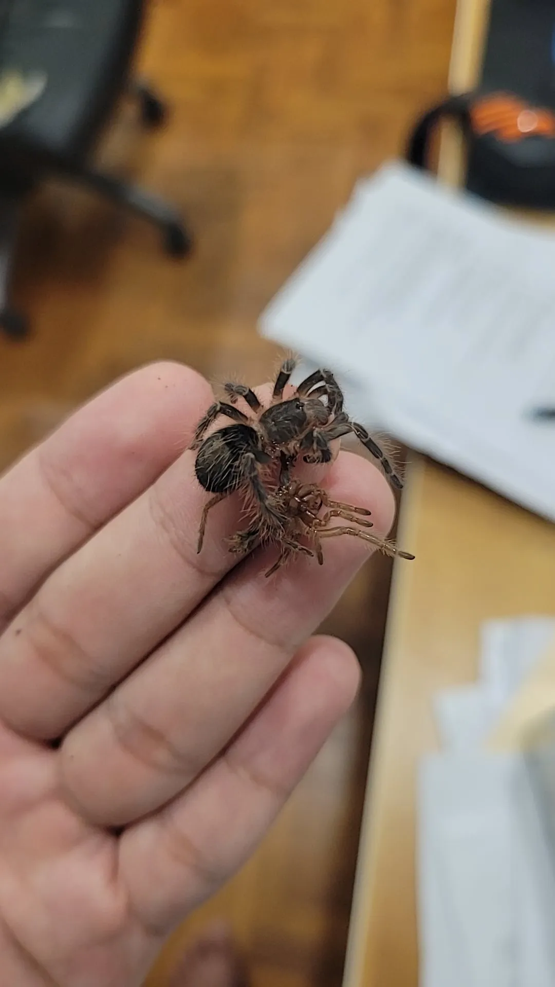 19503 tarantula molting substrate