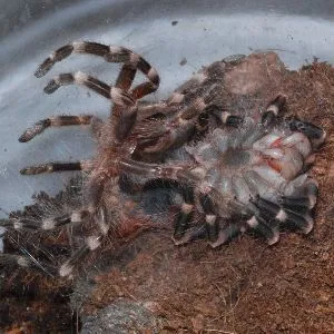 19503 tarantula undisturbed molting