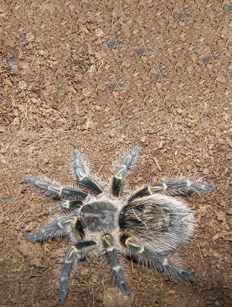 19504 chaco golden knee feeding