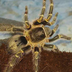 /img/19504-chaco-golden-knee-handling.webp