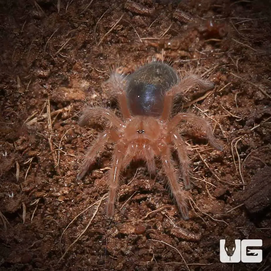 19504 chaco golden knee molting