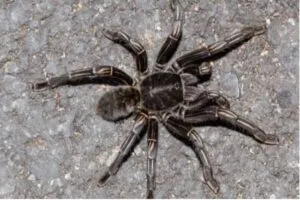 /img/19505-bbq-zebra-tarantula-health.webp