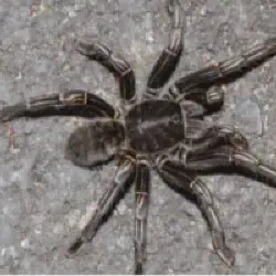 /img/19505-bbq-zebra-tarantula-health.webp