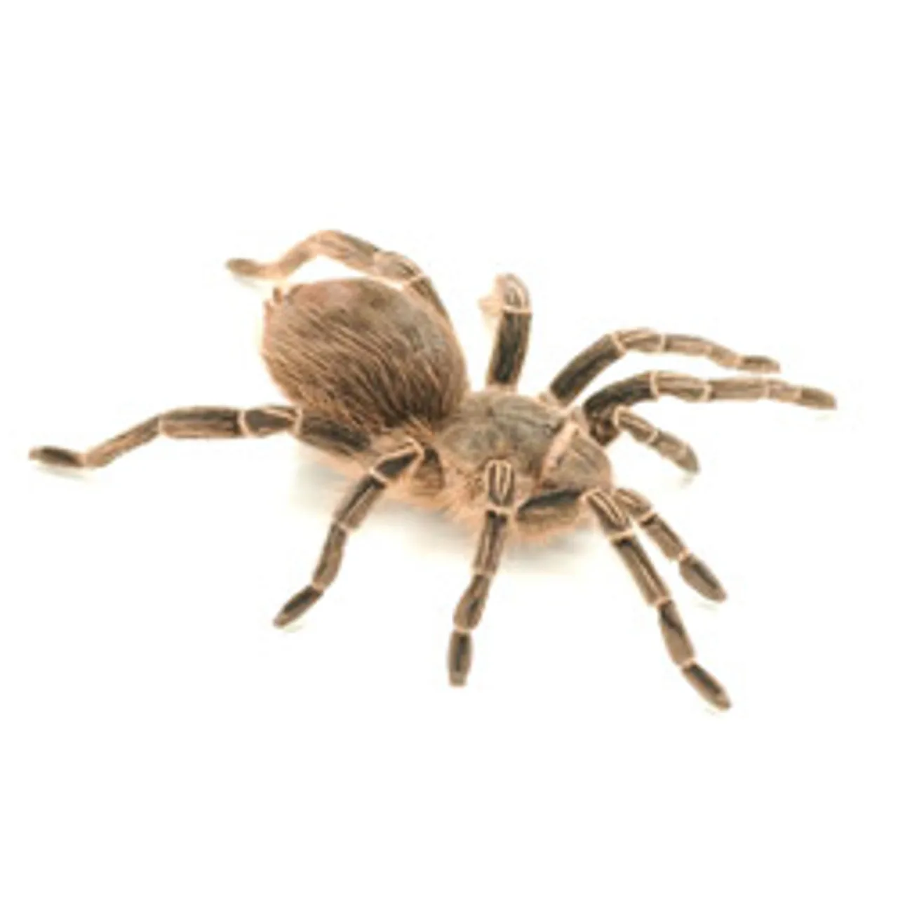 19505 bbq zebra tarantula venom