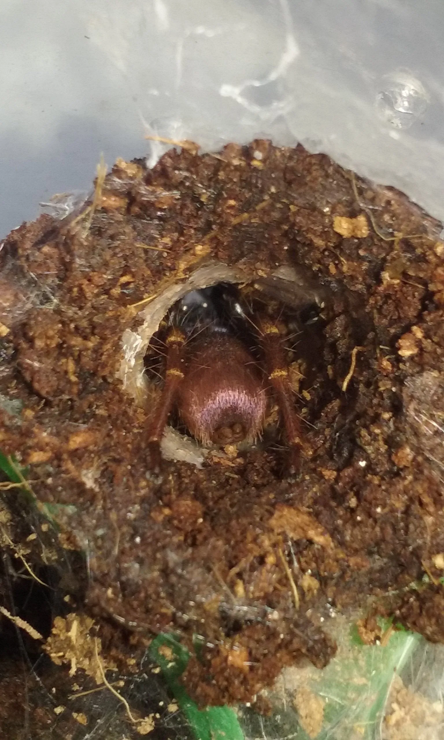 19508 indian psychedelic tarantula close up