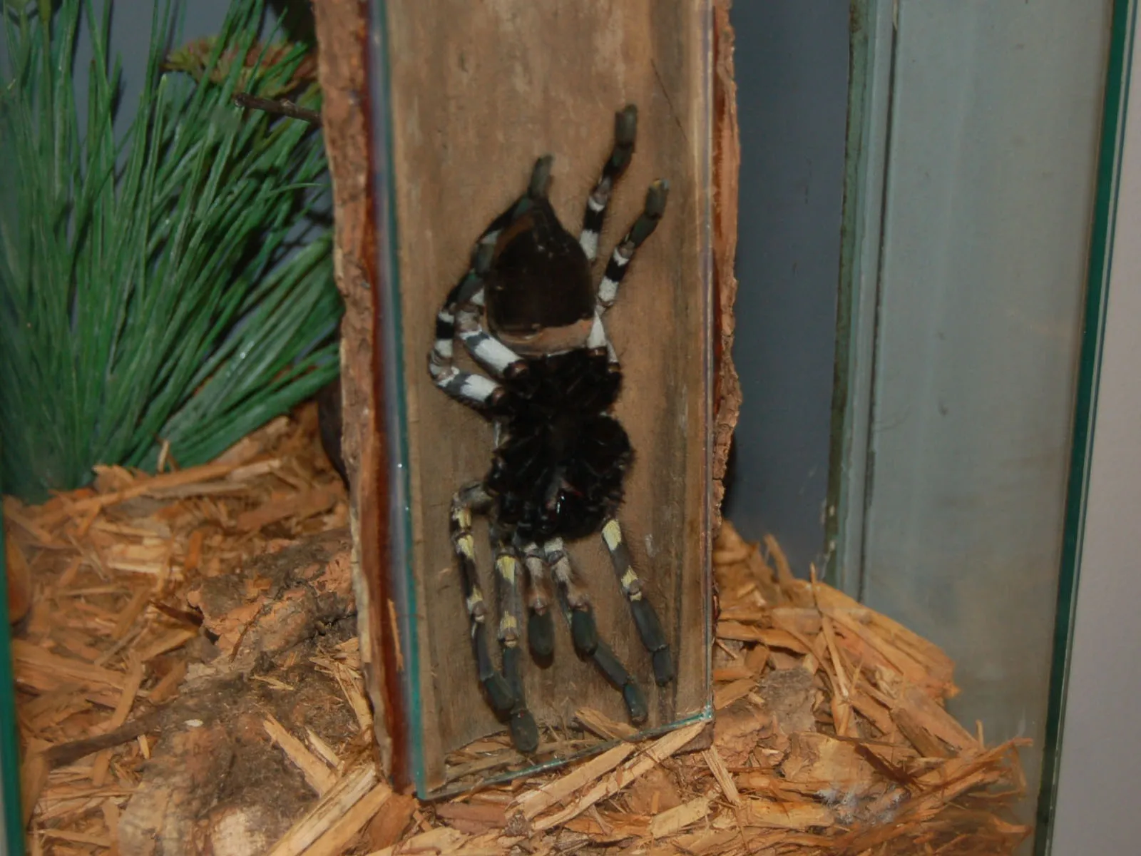 /img/19508-indian-psychedelic-tarantula-coloration.webp