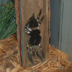 /img/19508-indian-psychedelic-tarantula-coloration.webp