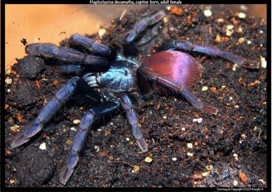 19508 indian psychedelic tarantula conservation