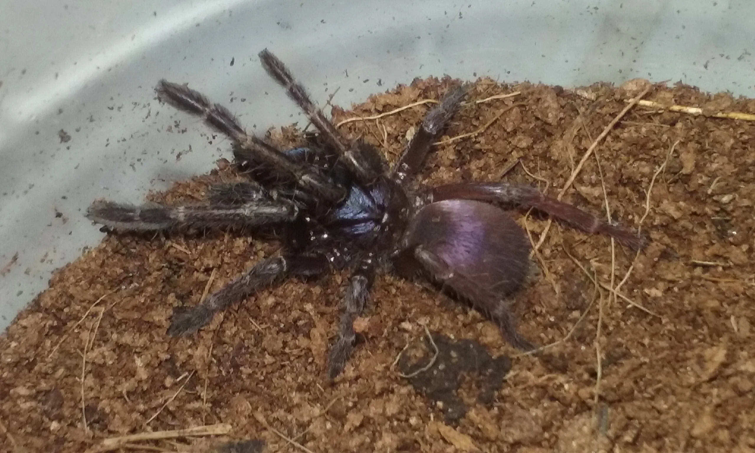 19508 indian psychedelic tarantula feeding