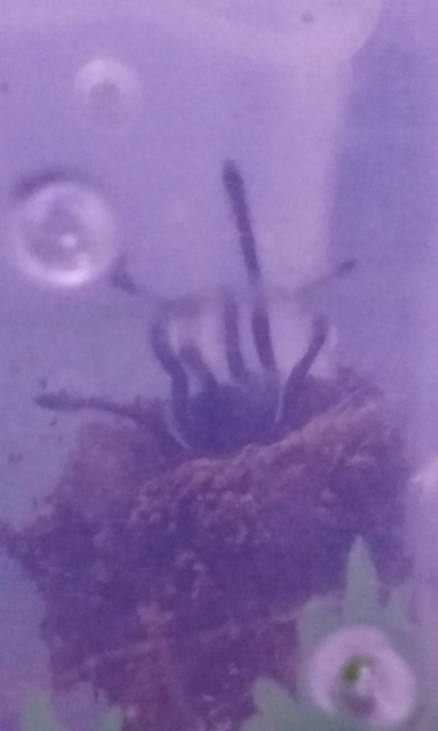 19508 indian psychedelic tarantula size