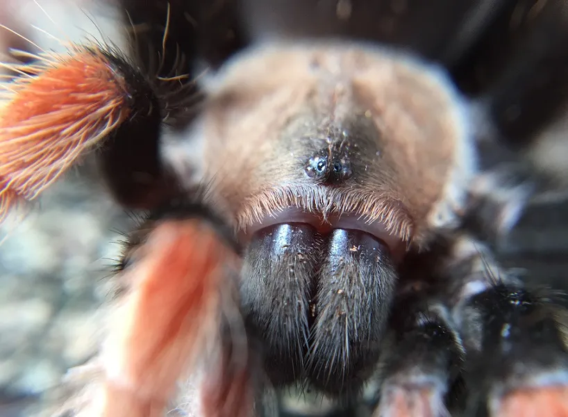 19509 tarantula bite first aid