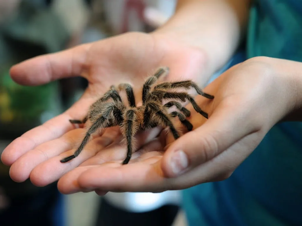 /img/19509-tarantula-bite-risks.webp