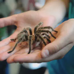 /img/19509-tarantula-bite-risks.webp