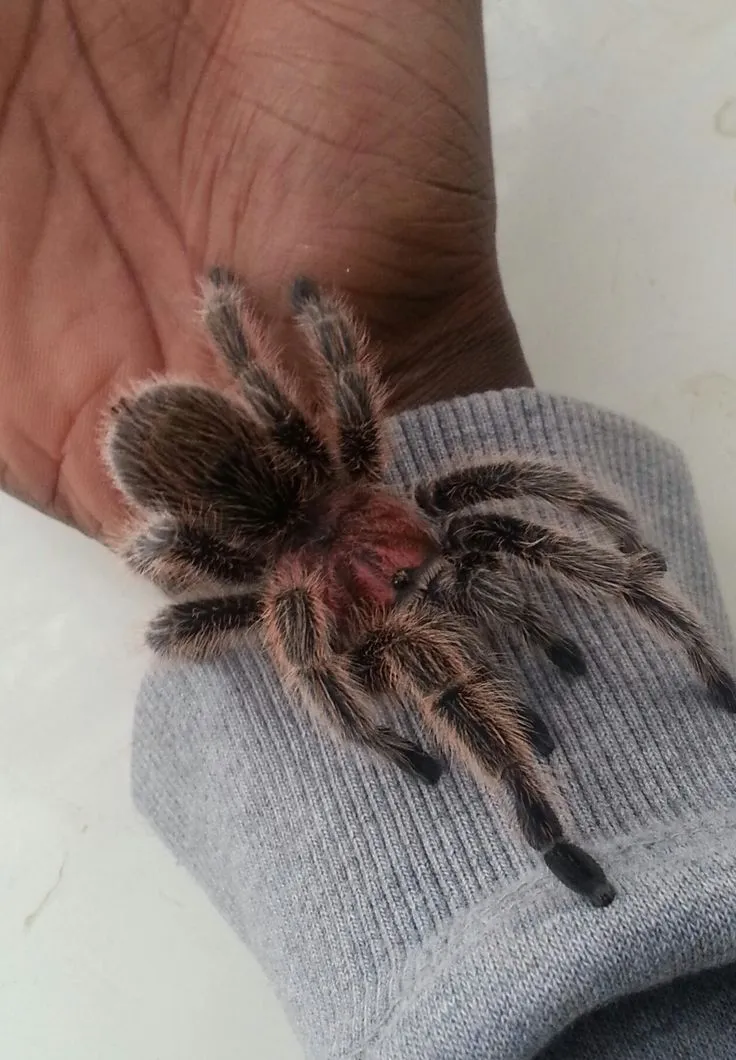 /img/19510-chilean-rose-tarantula-healthy.webp