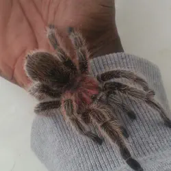 /img/19510-chilean-rose-tarantula-healthy.webp