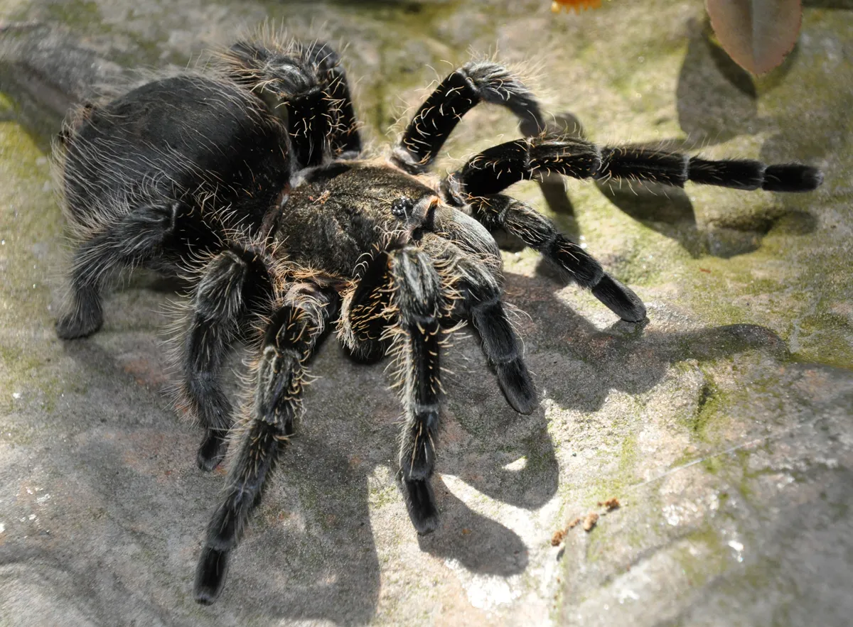 19511 blue goliath birdeater tarantula feeding