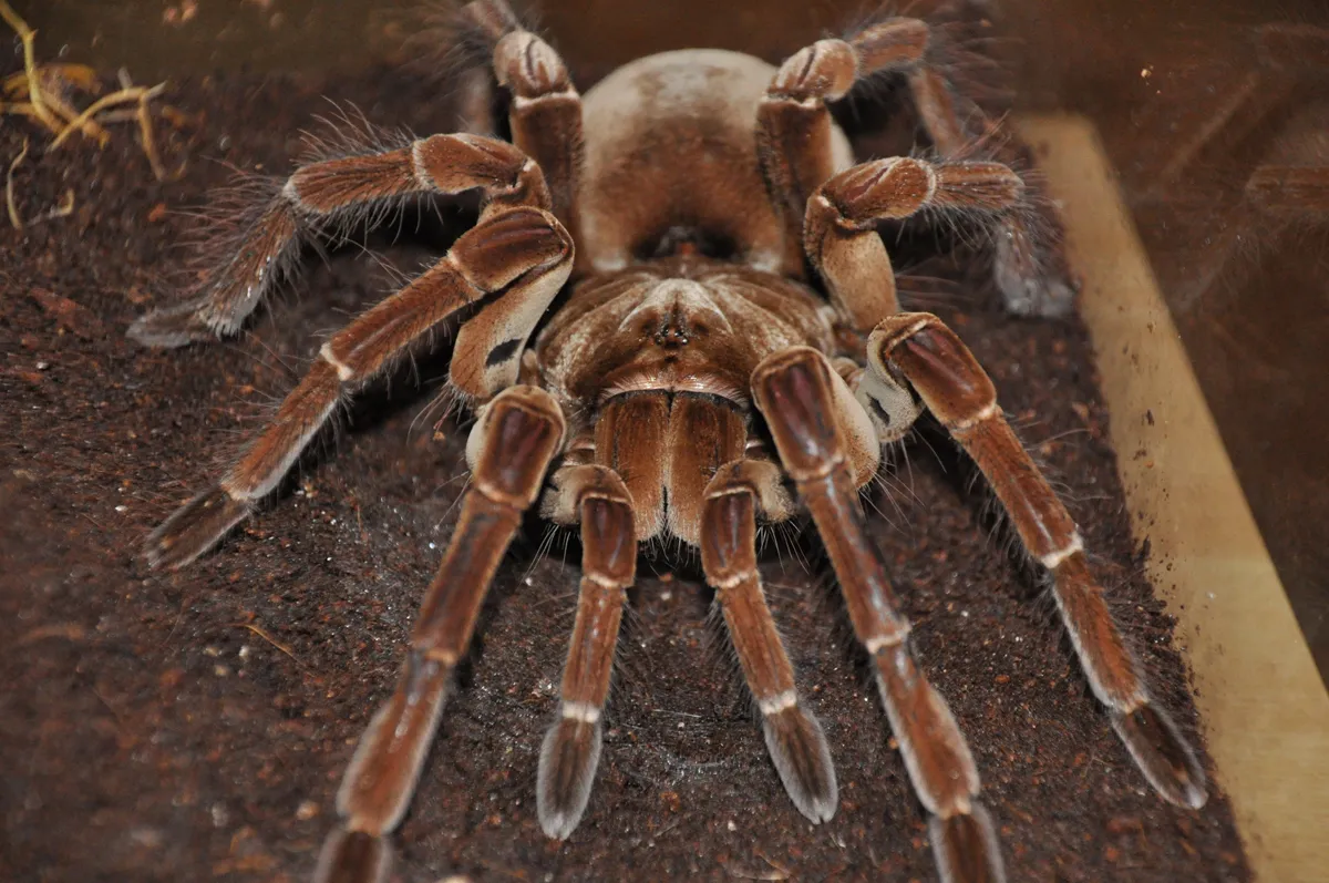 19511 blue goliath birdeater tarantula molting