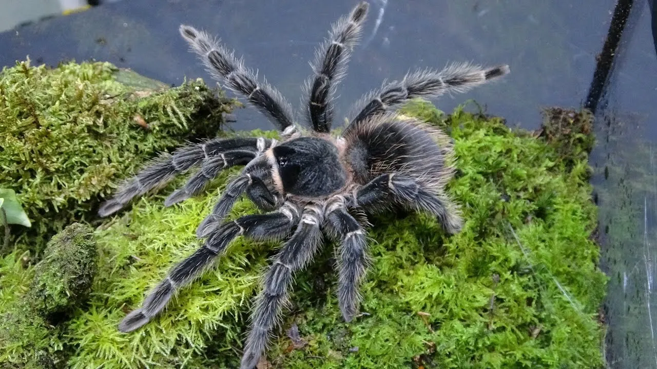 19512 lp tarantula close up